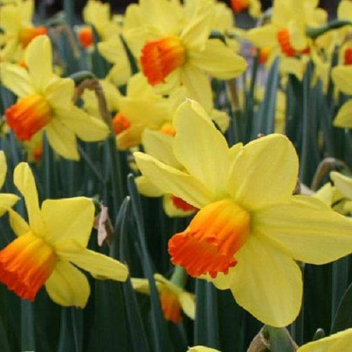 Large Cupped Daffodil Fortune, BULBS SIZE 12-14 CM - Caribbeangardenseed