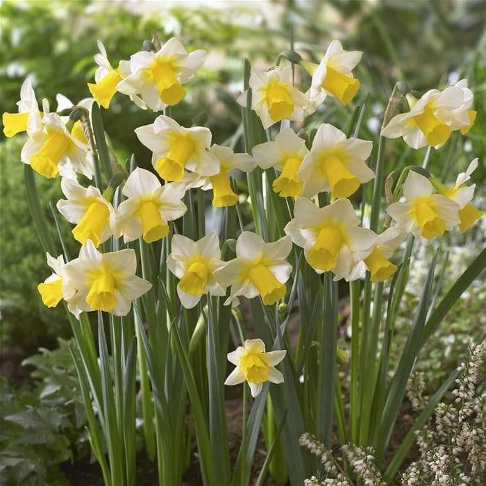DAFFODIL, NARCISSUS Golden Echo sweet fragrance - Caribbeangardenseed