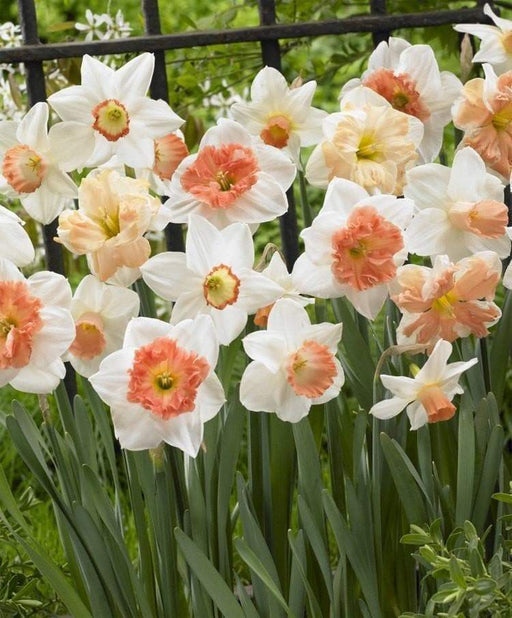 Daffodil "Pink Mix" fall planting Bulb - Caribbeangardenseed