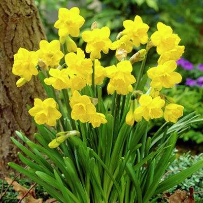 Mini Daffodil Quail,Bulbs, FRAGRANT FLOWERS - Caribbeangardenseed