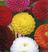 Dahlia Seeds - Pompon Double Mixed, Dahlia Variabilis Pompon Flowers Seed ! - Caribbeangardenseed