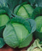 Danish Ballhead' Cabbage Seeds, - Caribbeangardenseed
