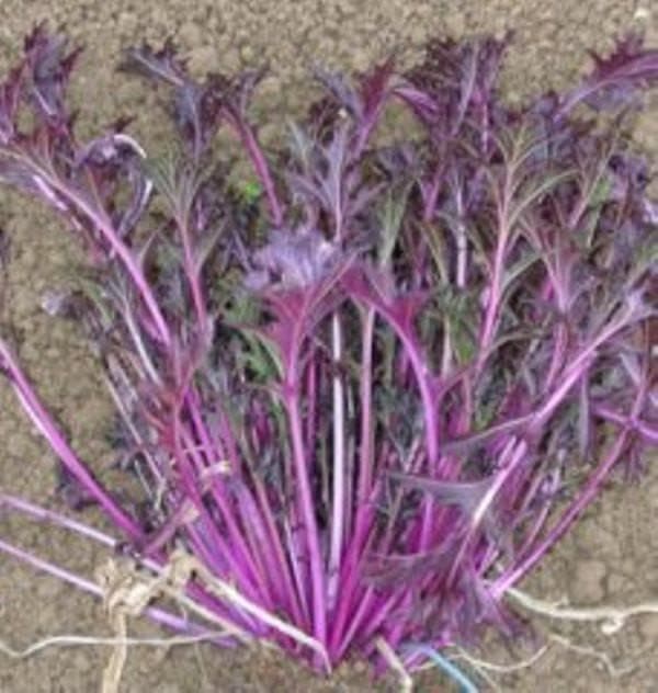 Dark Purple Mizuna ,Baby Leaf Mustard (Brassica juncea) Essential salad mix ingredient. Asian Vegetable - Caribbeangardenseed