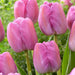 Tulip ,Purple Pride',Bulbs ,12/+cm - Caribbeangardenseed
