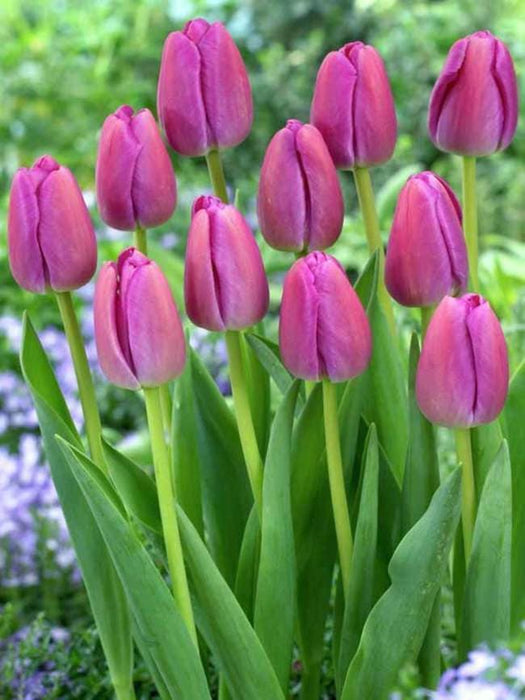Tulip ,Purple Pride',Bulbs ,12/+cm - Caribbeangardenseed
