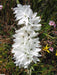 African Lily Bulbs, Ixia WHITE - Caribbeangardenseed