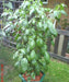 Dedo de Moca Pepper Seeds , (Capsicum baccatum) pimenta-calabresa. Brazilian Heirloom! - Caribbeangardenseed
