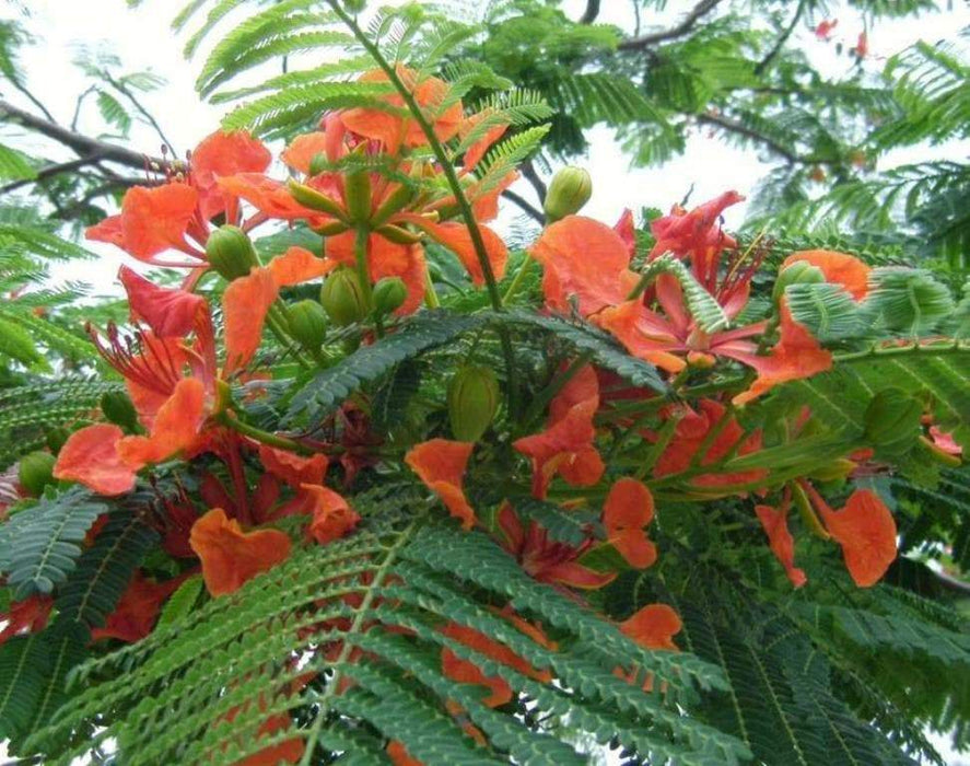 Royal Poinciana, Flame Tree Seeds - Caribbeangardenseed