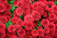 Aster Flowers Seed, Tall Paeony Duchess Scarlet, - Caribbeangardenseed