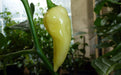 Devil’s Tongue White -Capsicum ChinenseChili Pepper Seed-Very Hot-125,000 ~ 325,000 SHU ! - Caribbeangardenseed