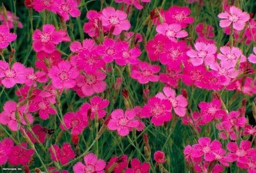 Dianthus Deltoides SEEDS" Maiden Pinks perennials FLOWERS - Caribbeangardenseed