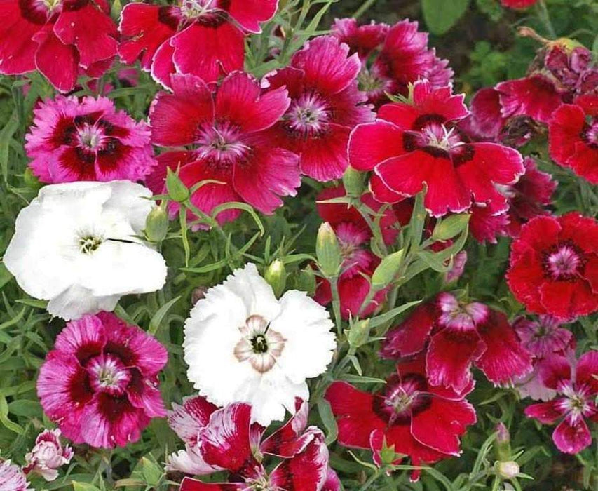 Dianthus Seeds- "BABY DOLL MIX" ,Crimson/ Rose/Red/White/ Bicolors. - Caribbeangardenseed