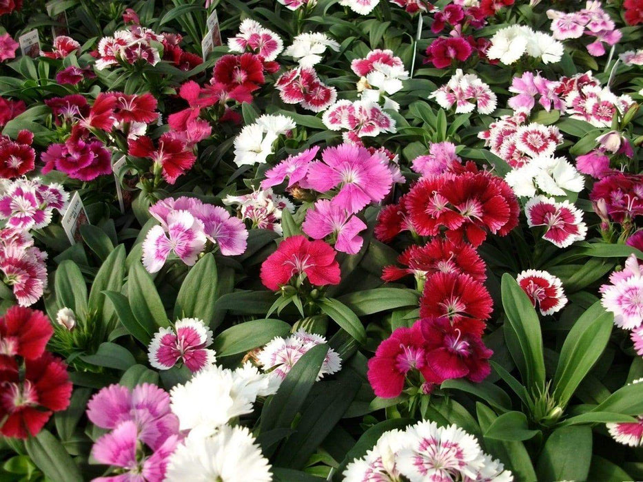 Dianthus Seeds- "BABY DOLL MIX" ,Crimson/ Rose/Red/White/ Bicolors. - Caribbeangardenseed