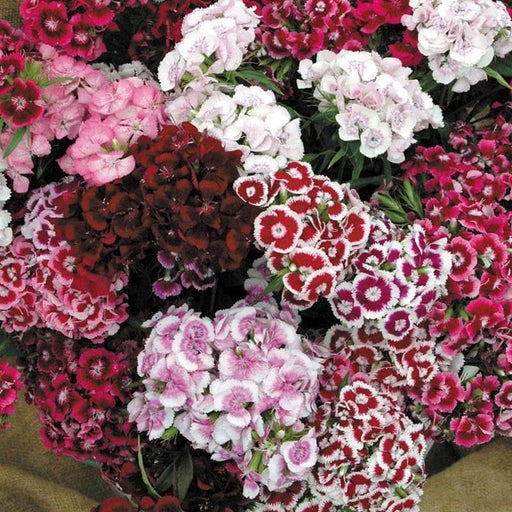 Sweet William Mix,Dianthus , perennial FLOWERS Seed - Caribbeangardenseed