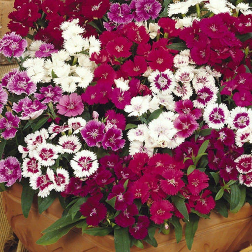 Sweet William Mix,Dianthus , perennial FLOWERS Seed - Caribbeangardenseed