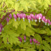 Dicentra spectabilis (2 BARE ROOT PLANT) Old-Fashioned Bleeding Heart. 2-3 EYES - Caribbeangardenseed