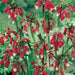 RED Firecracker Flower (BULBS) fall planting - Caribbeangardenseed