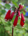 RED Firecracker Flower (BULBS) fall planting - Caribbeangardenseed