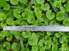 Dichondra Repens Seeds, Perennial GROUND COVER ! - Caribbeangardenseed