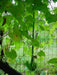 Dipper Gourd Seeds,12" long necks, Asian Vegetable - Caribbeangardenseed
