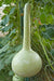 Dipper Gourd Seeds,12" long necks, Asian Vegetable - Caribbeangardenseed