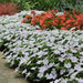 Impatiens Seeds - Baby White, ANNUAL FLOWERS - Caribbeangardenseed