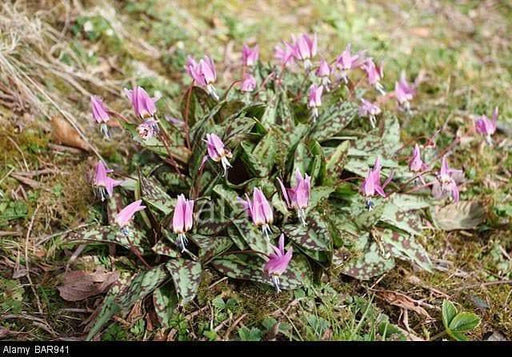 Dog's Tooth Violet Seeds,Trout Lily,Erythronium dens-canis,âA superb and handsome bulbous plant found in sand dunes of the Mediterranean. - Caribbeangardenseed