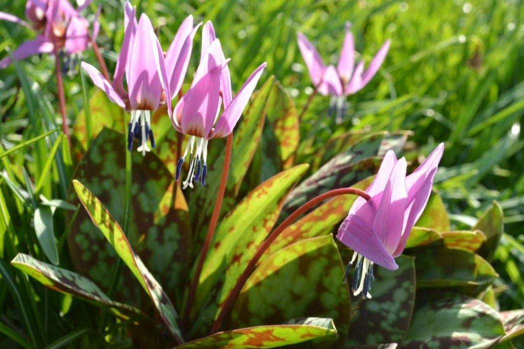 Dog's Tooth Violet Seeds,Trout Lily,Erythronium dens-canis,âA superb and handsome bulbous plant found in sand dunes of the Mediterranean. - Caribbeangardenseed