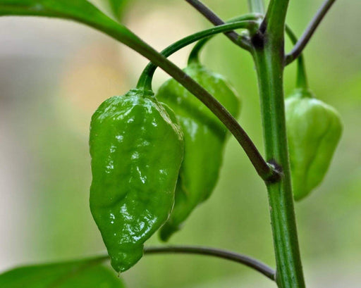 naga morich HOT Pepper SEEDS (Capsicum Chinense) - Caribbeangardenseed