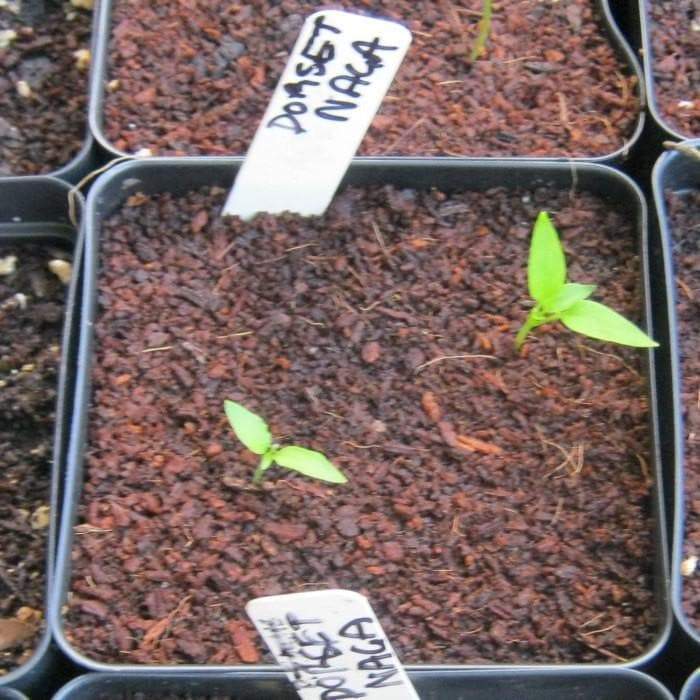 Dorset Naga HOT Pepper SEEDS (Capsicum Chinense) - Caribbeangardenseed
