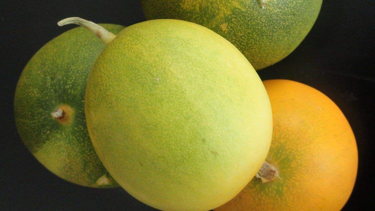 Dosakai Melon Seeds (Cucumis melo) Indian Cucumber Asian Vegetable - Caribbeangardenseed