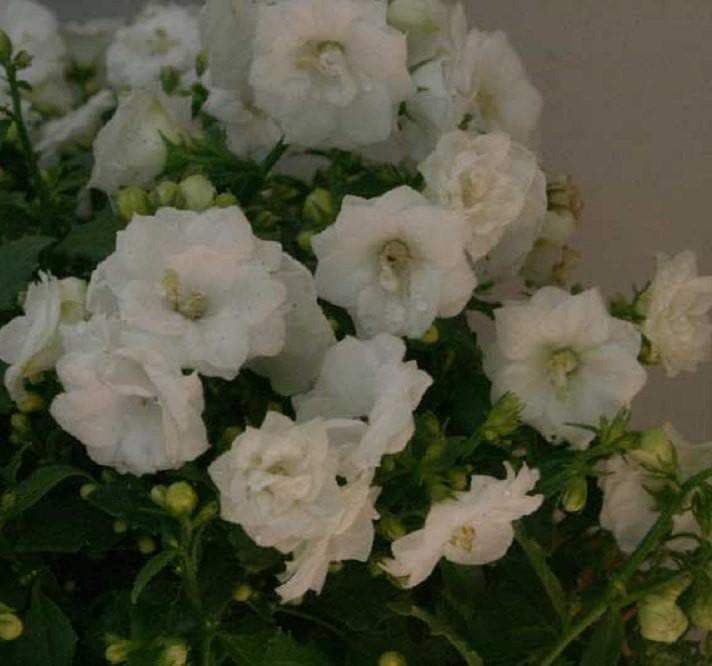 Double Canterbury Bells Seed, DOUBLE WHITE (CAMPANULA Medium flore plena) Perennial - Caribbeangardenseed