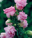 Double Canterbury Bells Seeds,CAMPANULA medium flore plena 'Pink double' Perennial - Caribbeangardenseed