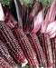 Double Red Sweet Corn , VEGETABLE SEEDS, - Caribbeangardenseed