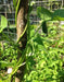 Shirohana-mame, Japanese White Flower Bean,Asian Vegetable - Caribbeangardenseed