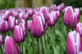 Tulip Purple Rain ( Bulbs) Bloom Spring, fall planting - Caribbeangardenseed