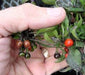 Venezuela Hot Pepper -10 Seeds, (Capsicum annuum) Very rare ,Edible Ornamental - Caribbeangardenseed