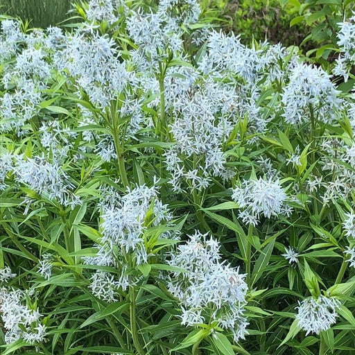 OZARK BLUE STAR Flowers Seeds, Amsonia illustris, Shining Blue Star. - Caribbeangardenseed