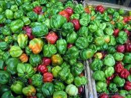 Scotch bonnet Pepper (Fresh Pods) RED STRAIN , PRODUCE - Caribbeangardenseed