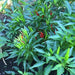 Bahamian Chili Pepper Seeds (Capsicum Annuum) From Bahama. - Caribbeangardenseed