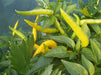 Yellow Bedder Hot chili, Pepper ( Capsicum annuum ) A variety from Macedonia. - Caribbeangardenseed
