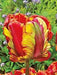 Tulip Rainbow Parrot Fall Planting Bulbs.Shipping now! - Caribbeangardenseed