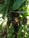 BLACK CAYMAN Pepper seeds- Capsicum chinense, A very rare - Caribbeangardenseed