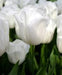 Tulip 'White Dream' BULBS) SPRING Flowers - Caribbeangardenseed