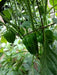 Criolla De Cocina seeds (Capsicum annuum) sweet pepper - Caribbeangardenseed
