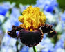 SUN DEVIL, Tall Bearded Iris, BAREROOT Plants, Iris Germanica - Caribbeangardenseed