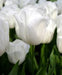 Tulip Royal Virgin (BULBS) Excellent for Bouquets Flowers - Caribbeangardenseed