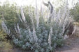 California White Sage, Herb Seeds,Salvia apiana - Caribbeangardenseed