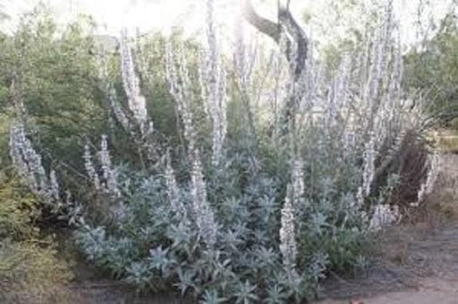 California White Sage, Herb Seeds,Salvia apiana - Caribbeangardenseed