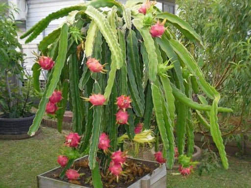 Dragon Fruit, seeds (Hylocereus undatus) Open Pollinated-Perennial cactus - Caribbeangardenseed